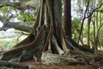 Integrity begins from the roots up